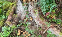 IMG-20220925-WA0010