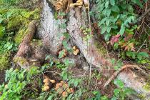 IMG-20220925-WA0010